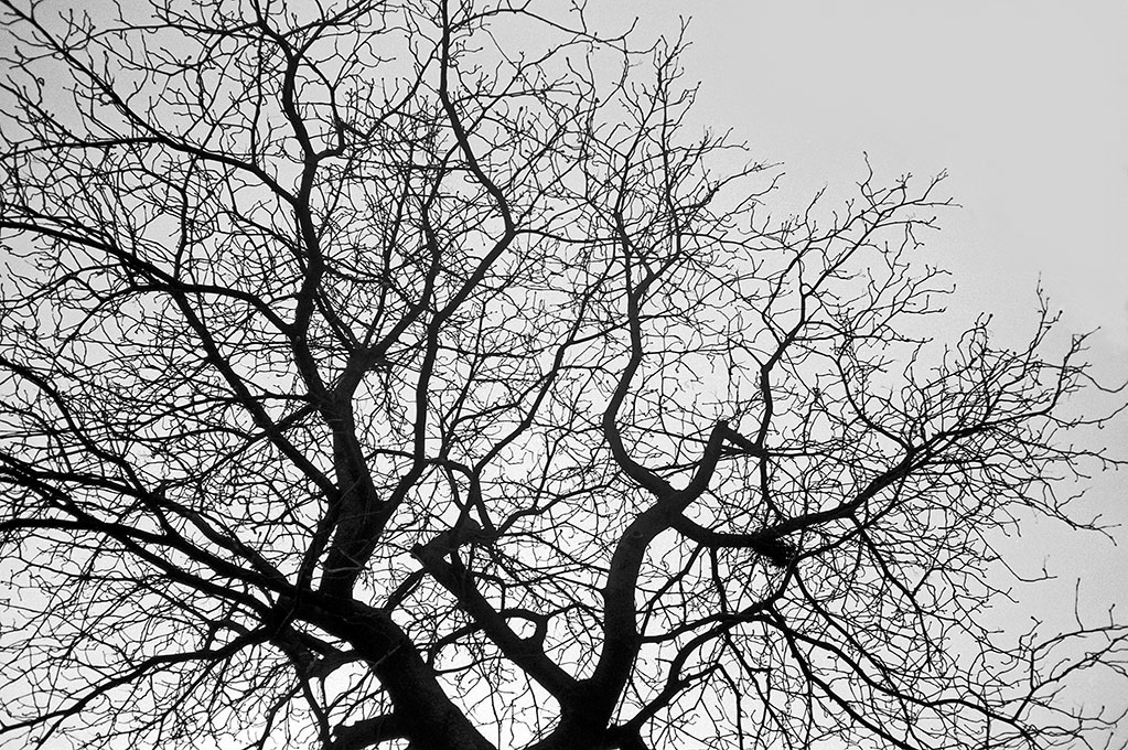 Tree, analog, s/w, schwarz-weiss, b/w, black and white, Contax T3