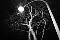 Baum, Laterne, Nacht, analog, analogfotografie, analogphotography, Kodak Tmax400, sw, bw