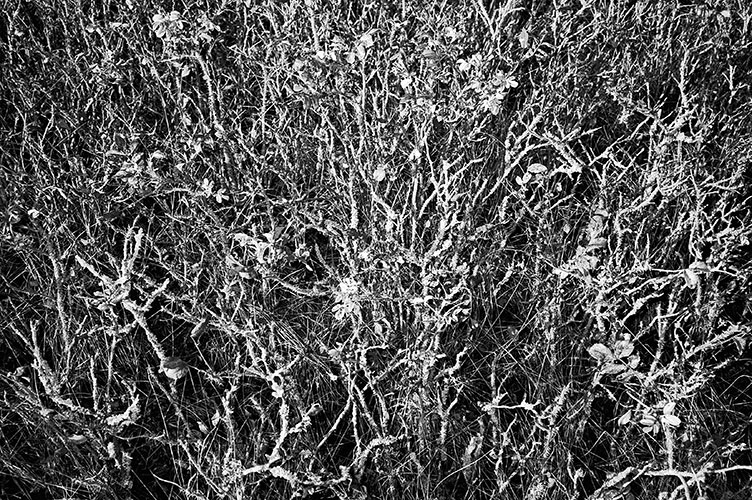 analog, s/w, schwarz-weiss, b/w, black and white, Contax T3