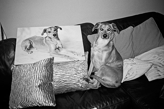 Findus, analog, s/w, schwarz-weiss, b/w, black and white, Contax T3