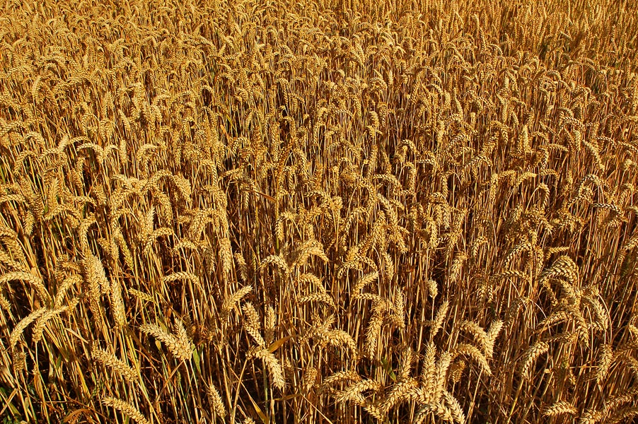 Weizen, Sommer, Schiko, FotoSchiko